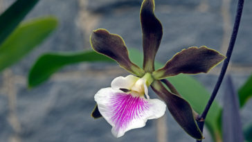 cara Budi daya anggrek