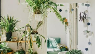 tanaman hias gantung yang tepat