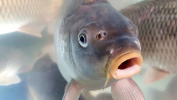 Cara Budi Daya Ikan Gurami