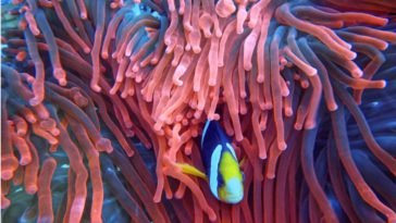 contoh simbiosis komensalisme