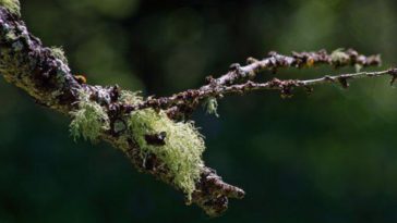 Simbiosis parasitisme