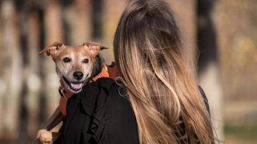 Mimpi Digigit Anjing