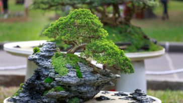 tanaman bonsai