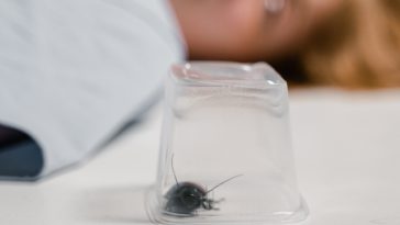 Cara Mengusir Lalat di Siang Hari