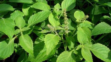 manfaat daun sangket