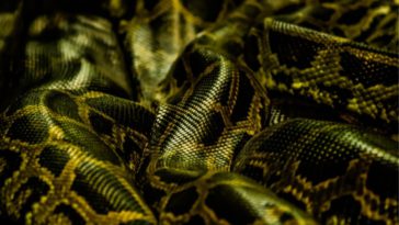 Mimpi Melihat Ular Hitam