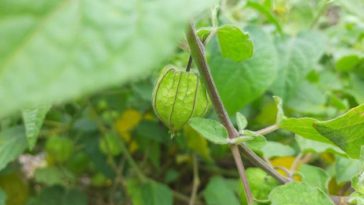Manfaat Daun Ciplukan
