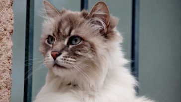 harga kucing anggora