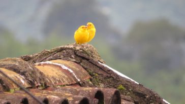 burung kenari (cara merawat)