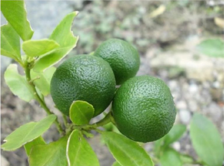 16 JenisJenis Jeruk di Seluruh Dunia, Mana yang Populer?