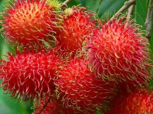 Jenis-Jenis Rambutan