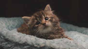 Makanan untuk Anak Kucing