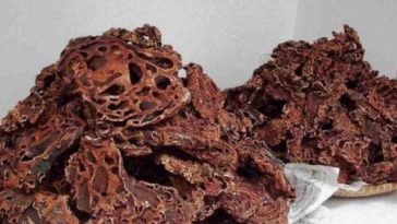 Manfaat Sarang Semut