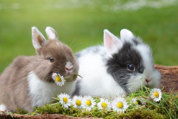 Mengenal Jenis Hewan Peliharaan Beserta Cara Merawatnya