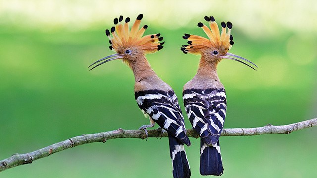 4 Fakta Menarik Burung Hud Hud yang Terkenal Di Seluruh Dunia!