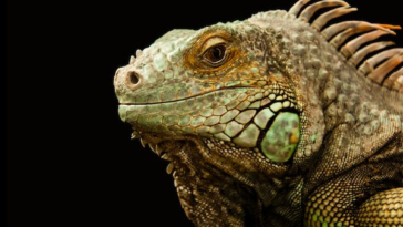 Hewan Reptil yang Bisa Dipelajari