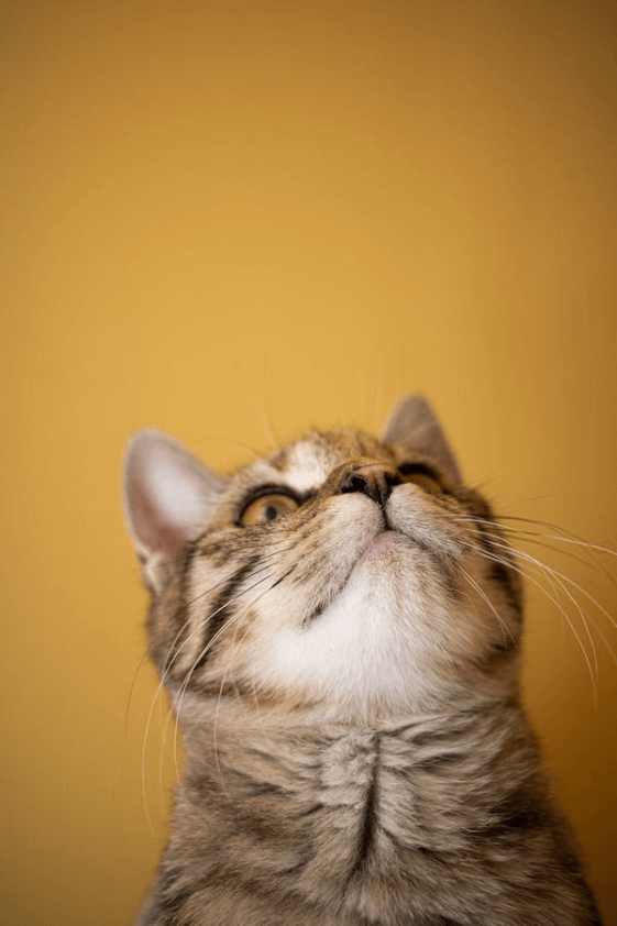 Cara Menghilangkan Jamur Kucing: Pengertian, Mencegah, dan Obatnya