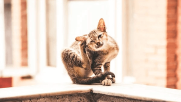 Jamur Kucing Pengertian, Cara Mencegah, dan Obatnya