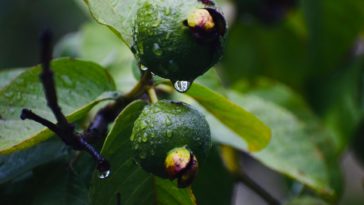 manfaat daun jambu biji