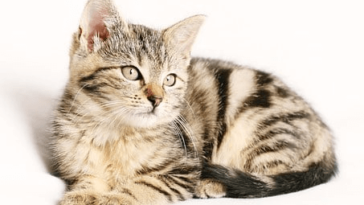 Kucing Tidak Mau Makan