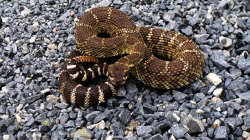 Mimpi Melihat Ular Banyak