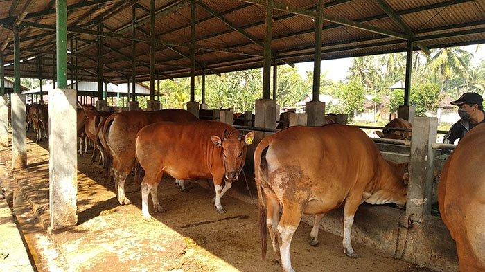 11 Jenis Sapi Ternak Di Indonesia Beserta Manfaat Bagi Kesehatan!