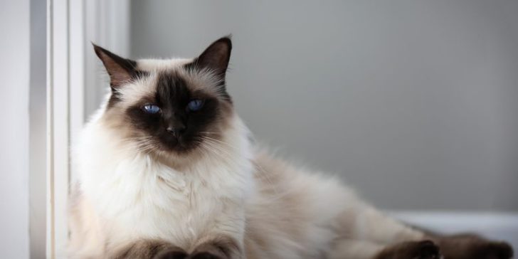 10 Jenis Ras Kucing Kecil yang Lucu dan Menggemaskan Dipelihara!