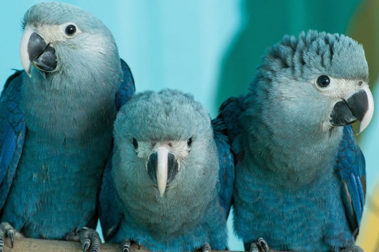 10 Burung Punah Teratas Yang Tidak Anda Ketahui 12 Jenis Burung Di Dunia Dengan Status Punah dan Terancam Punah!