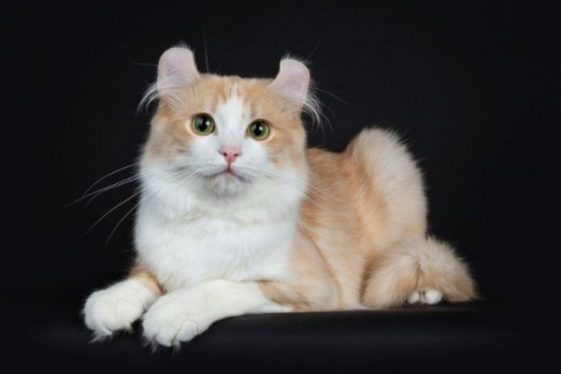 10 Jenis Ras Kucing Kecil yang Lucu dan Menggemaskan Dipelihara!