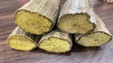 Manfaat Kayu Bajakah