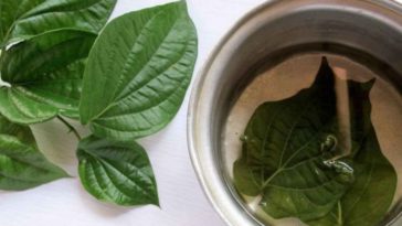 Manfaat Rebusan Daun Sirih