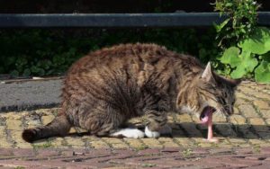 Kucing Muntah