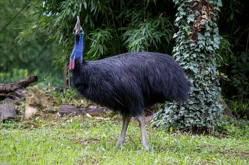 burung kasuari - Burung Terbesar di Dunia