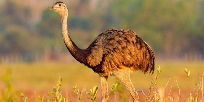 Burung Terbesar di Dunia