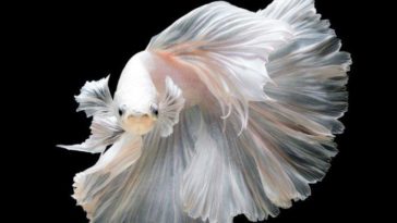 Ikan Cupang Termahal