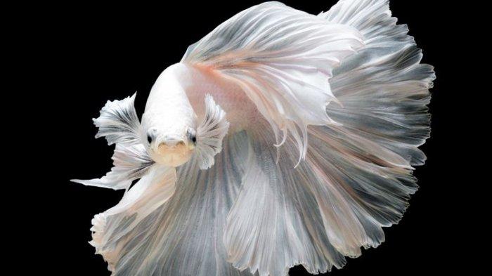 11 Jenis Ikan Cupang Termahal dan Cara Merawatnya yang Tepat!