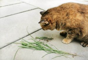 Kucing Muntah