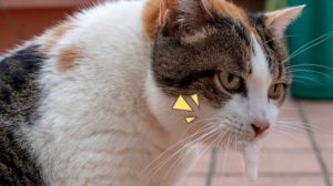 Kucing Muntah