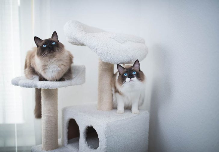 Kucing Ragdoll: Sejarah, Karakteristik, dan Cara Merawatnya!