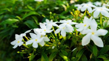 nabfaat bunga melati