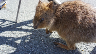 Daftar Nama Hewan dari Q