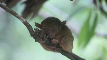 Daftar Nama Hewan dari T