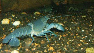 Daftar Nama Hewan dari Y