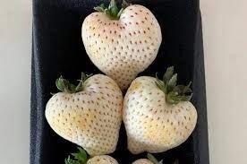 Buah Termahal di Dunia