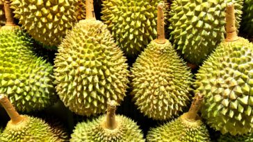 Manfaat Durian