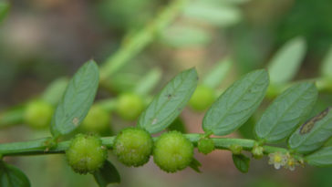 Manfaat Daun Meniran