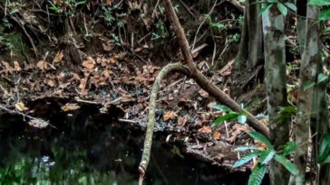 Manfaat Akar Bajakah