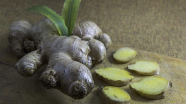 Tanaman Apotek Hidup