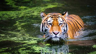 Mimpi Melihat Harimau