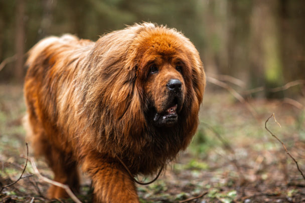 9 Daftar Jenis Anjing Besar yang Bisa Dijadikan Peliharaan